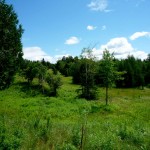 meadow