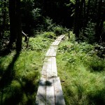 woodtrails